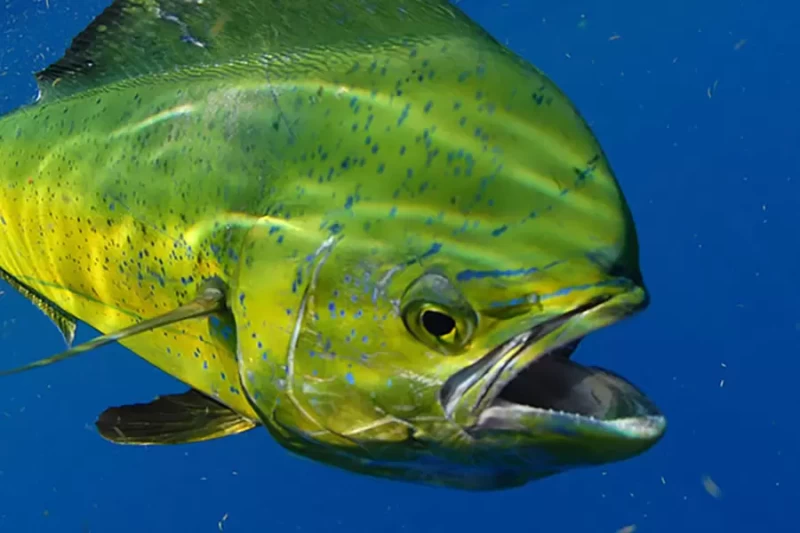 mahimahi