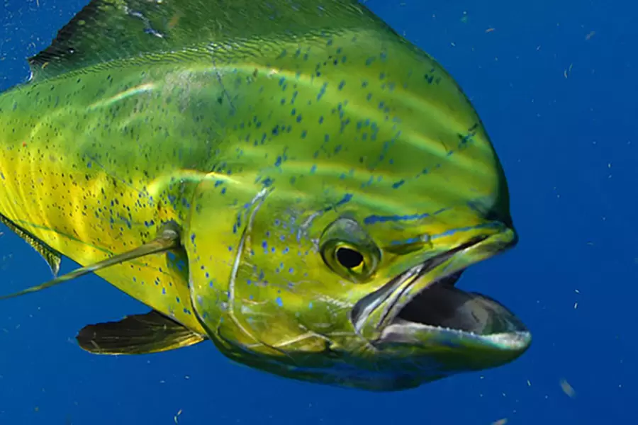 mahimahi